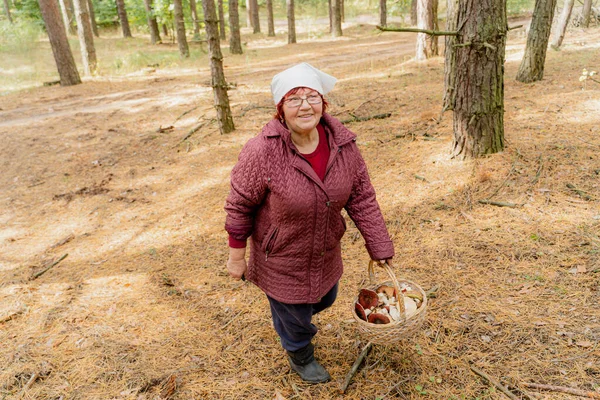 Recolha Cogumelos Avó Reúne Cogumelos Floresta — Fotografia de Stock