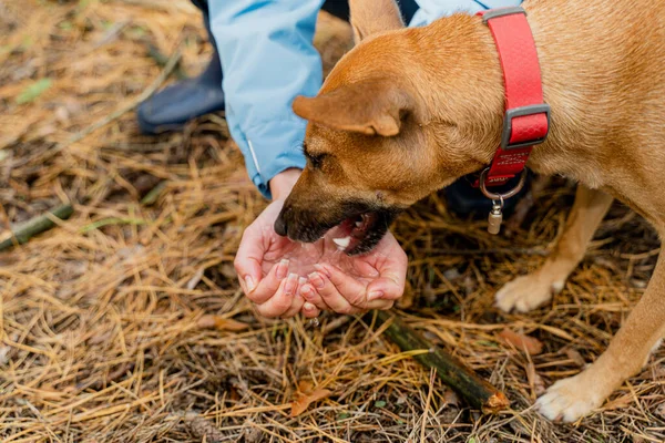 Water Dog Drinks Water Human Hands — Stock Photo, Image