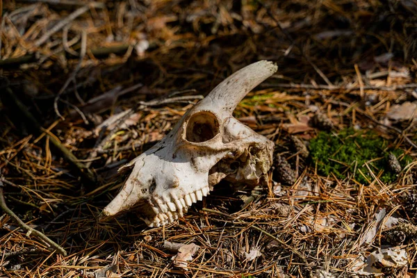 Scull. The skull of an animal lies in the forest.