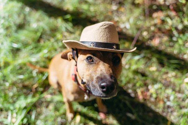 Cobertura Cão Chapéu Cowboy — Fotografia de Stock