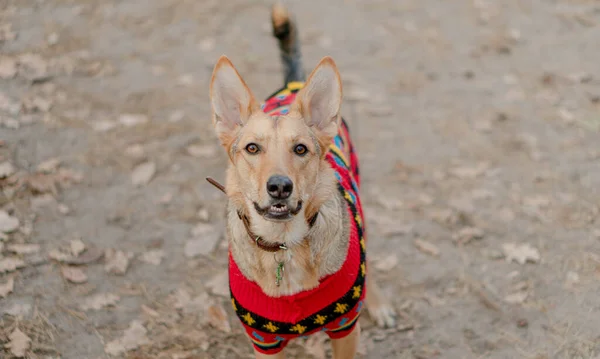 Ropa Para Animales Perro Con Abrigo Lana —  Fotos de Stock