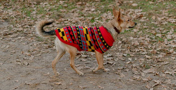Clothes Animals Dog Wool Coat — Stock Photo, Image