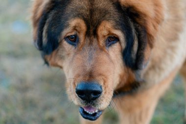 Tibet mastifi. Tibet Mastiff cinsinin köpeği..