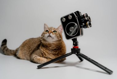 Retro kamera. Kedi retro kameranın yanında oturuyor..