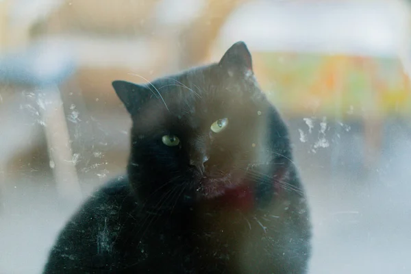 Schwarze Katze Porträt Einer Schwarzen Katze Nahaufnahme — Stockfoto