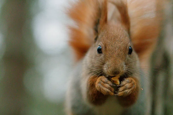 Squirrel Gnawing Nut Portrait — Stock Photo, Image