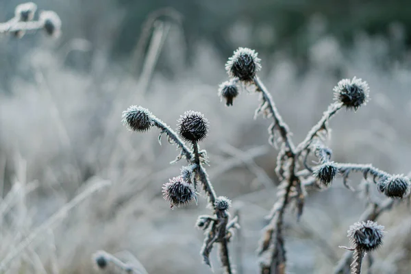 Bevriezen Ijsbevroren Planten Winter Close — Stockfoto