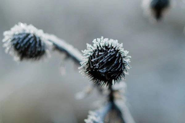 Freezing Ice Frozen Plants Winter Close — Φωτογραφία Αρχείου