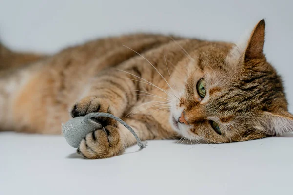 Gato Ratón Gato Juega Con Ratón Juguete — Foto de Stock