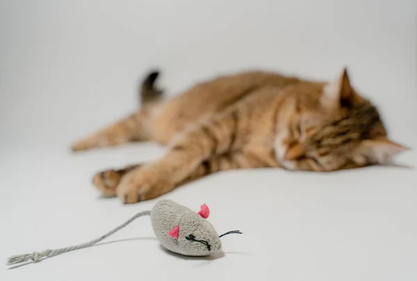 Кот Мышь Кот Играет Игрушечной Мышкой — стоковое фото