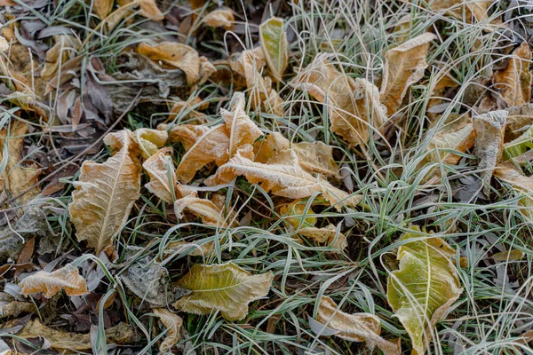 Freezing Ice Frozen Plants Winter Close — Φωτογραφία Αρχείου