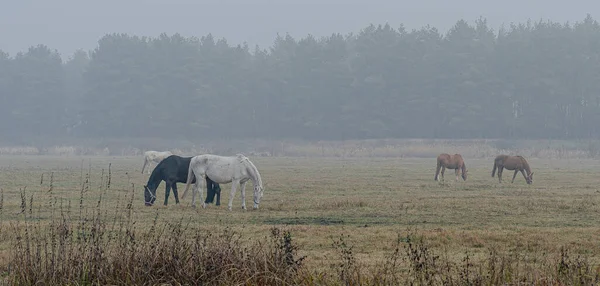 Horse Black White Horse Field — Stock Photo, Image