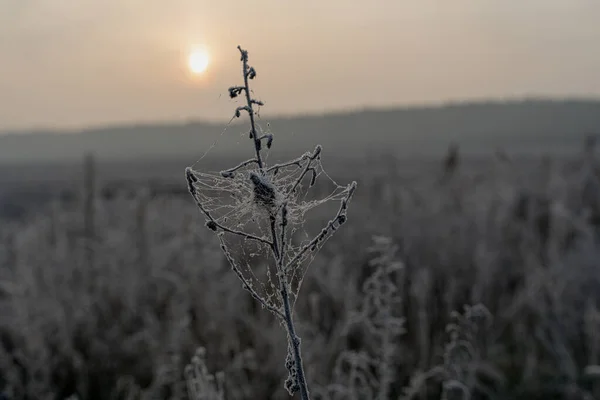Congelación Plantas Heladas Invierno Primer Plano — Foto de Stock