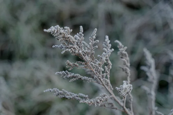 Παγωνιά Παγωμένα Φυτά Χειμώνας Κοντινό Πλάνο — Φωτογραφία Αρχείου