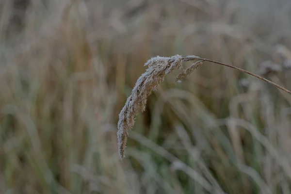 Gèle Plantes Gelées Hiver Gros Plan — Photo