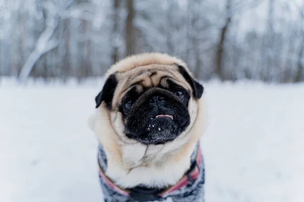 Winter Dog Dressed Winter Clothes — Stock Photo, Image
