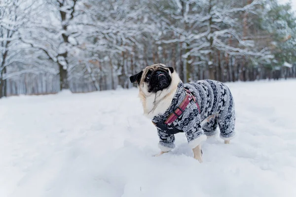 Talvella Talvivaatteisiin Pukeutunut Koira — kuvapankkivalokuva