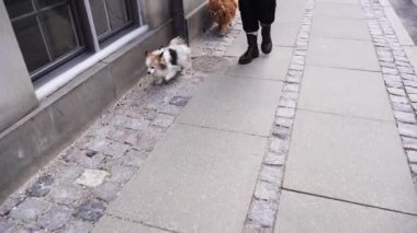 Köpekler. Şehirde köpek gezdiriyorum..