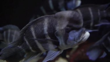 Balık. Balık akvaryumda yüzer..