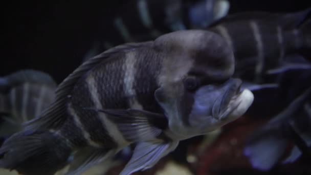 Fish Fish Swims Aquarium — Vídeo de Stock