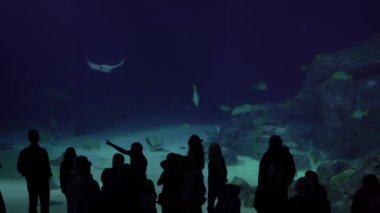 Oceanarium. People watch sharks in a large aquarium.