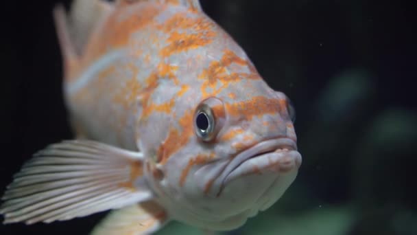 Fish Fish Swims Aquarium — Vídeo de Stock