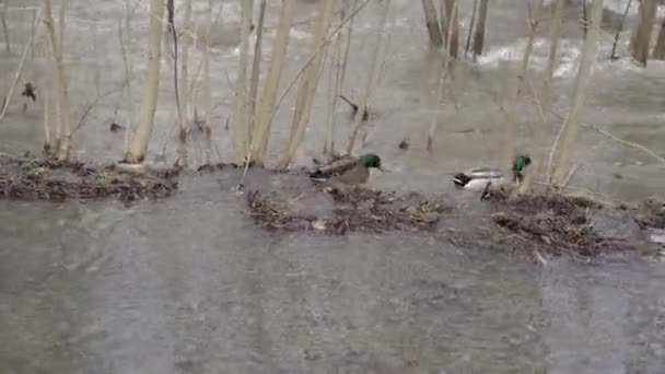 Flood River Flows Out Channel Denmark — Stock Video