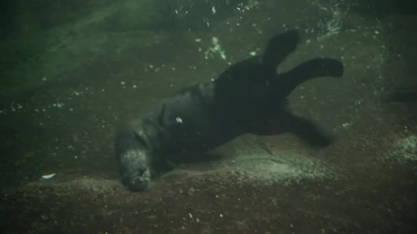 Fur Seal Fur Seal Looking Food Bottom Sea — Vídeo de Stock