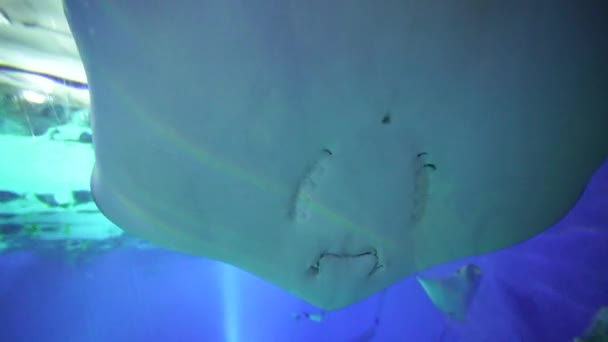 Skat Stingray Swims Large Aquarium — Stockvideo