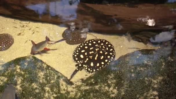 Skat Stingray Swims Large Aquarium — Vídeo de Stock