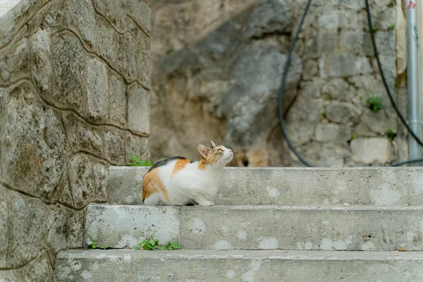 階段だ 猫が座っている石段 — ストック写真