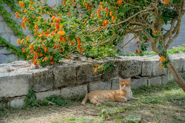 Ginger cat. A ginger cat sits under a tree.