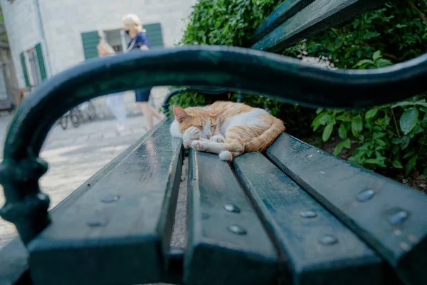 ベンチだ 猫はベンチで寝ている — ストック写真