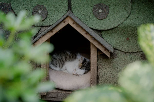Gattino Gattino Dorme Nella Casa Del Gattino — Foto Stock