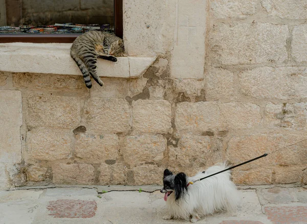 Собака Кіт Вулиці Собака Кіт — стокове фото