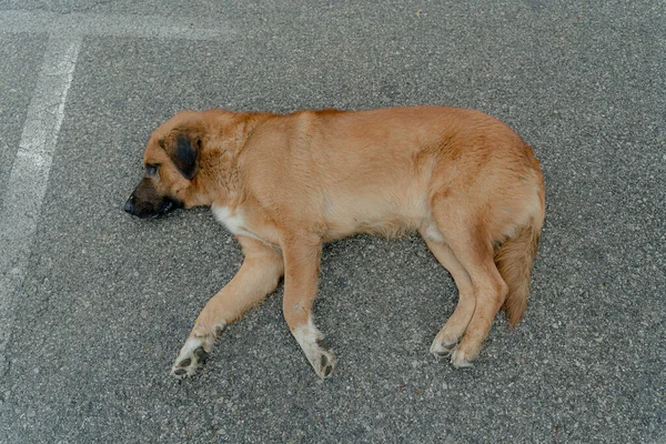 Dog Sleeps Ground Close — Stock Photo, Image