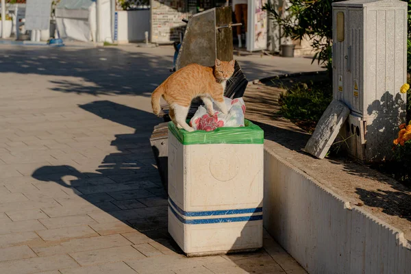 Trash can. The cat is rummaging in the trash.