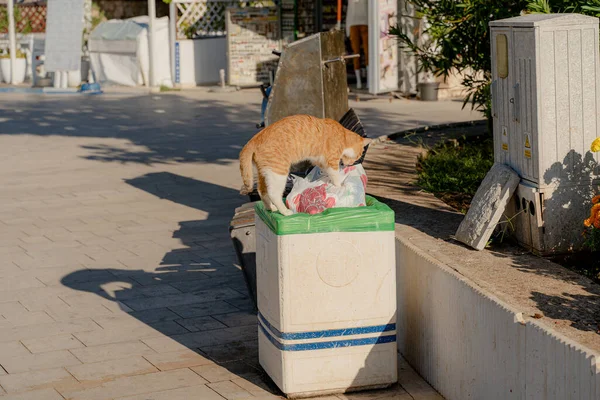 Trash can. The cat is rummaging in the trash.