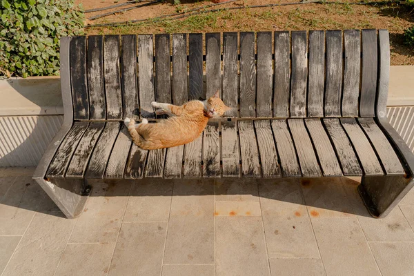 ベンチだ 生姜猫が寝そべっているベンチ — ストック写真