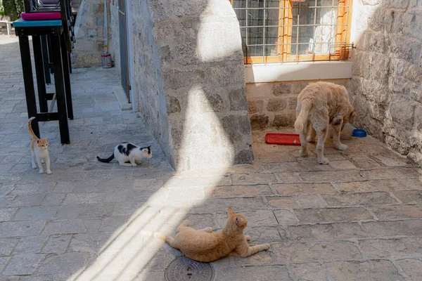 猫と犬 犬は猫の餌を食べ 猫は犬を見る — ストック写真