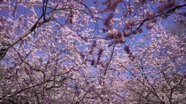 Bahar. Ağaç çiçeklerle çiçek açtı..