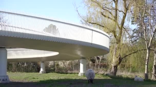 羊吃草的桥下 — 图库视频影像