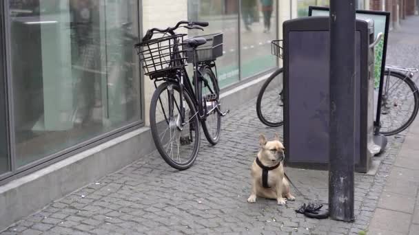 Собака Виводить Світ Французів Які Чекають Господарів — стокове відео