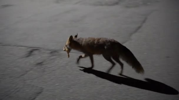 福克斯Fox 狐狸把食物带到洞里 — 图库视频影像