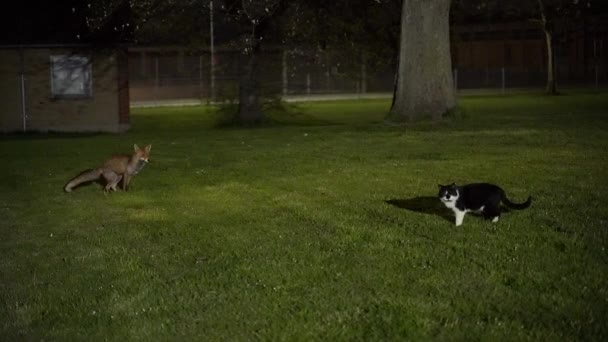 福克斯Fox 狐狸和猫正坐在草地上 — 图库视频影像