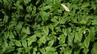 Naneli. Nane bitkisi bahçede yetişir..