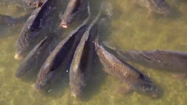 Peixe Peixes Nadam Lago — Vídeo de Stock