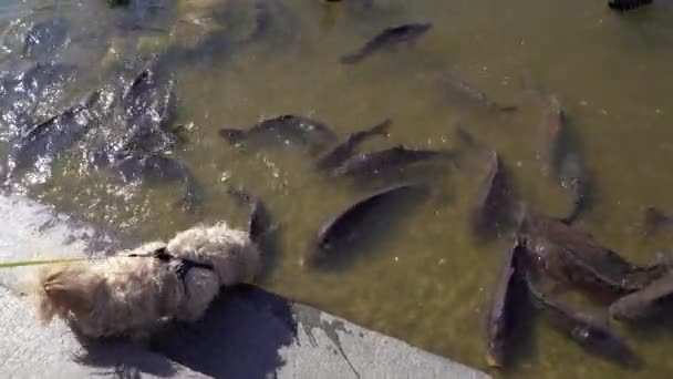 湖で泳ぐ魚や犬の腕時計 — ストック動画