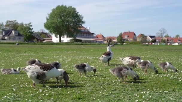 Fjäderfäuppfödning Gäss Går Gräsmattan — Stockvideo