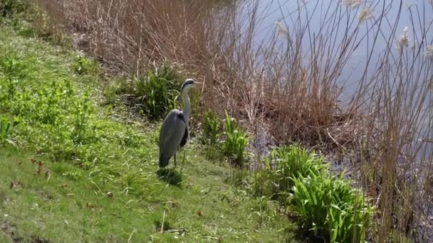 Heronul Plimbă Lângă Lac — Videoclip de stoc
